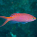 Lori's Anthias - Photo (c) Mark Rosenstein, some rights reserved (CC BY-NC-SA), uploaded by Mark Rosenstein