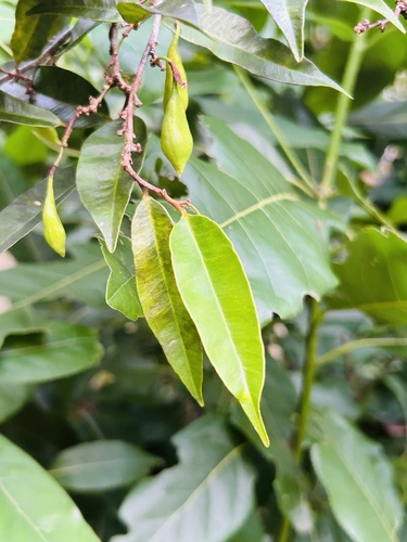 Gyrinops walla observed 2025-12-20