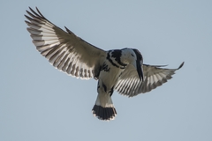 Ceryle rudis leucomelanurus