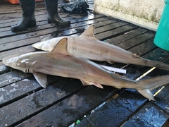 Carcharhinus sorrah