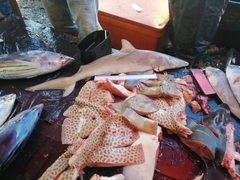 Carcharhinus brevipinna