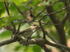Phylloscopus reguloides
