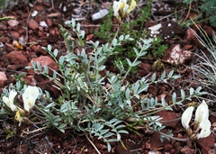 Astragalus depauperatus