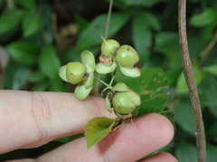 Tetracera indica