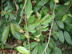 Tetracera indica