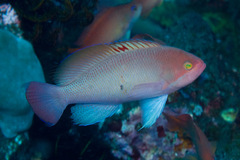 Pseudanthias hypselosoma