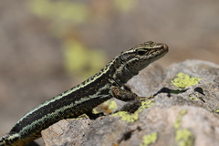 Aurelio's Rock Lizard photo 1