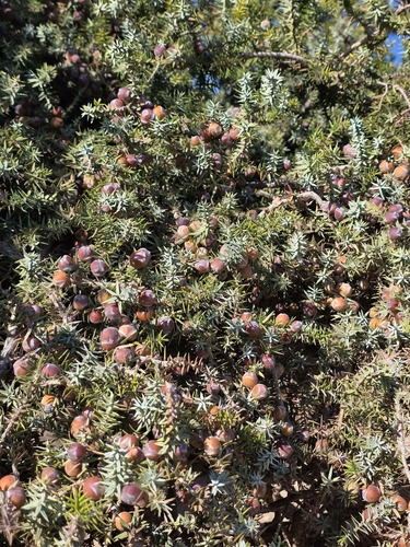 large-fruited juniper