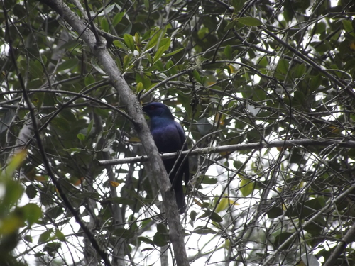 Black-bellied Starling (Notopholia corusca), photo 7