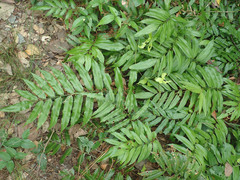 Stenochlaena palustris