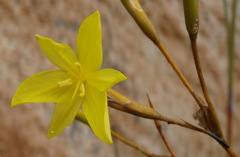 Bobartia paniculata