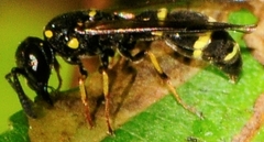 Symmorphus canadensis