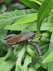 Elasmopoda
