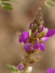 Dalea greggii