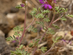 Dalea greggii