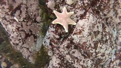 Odontaster penicillatus