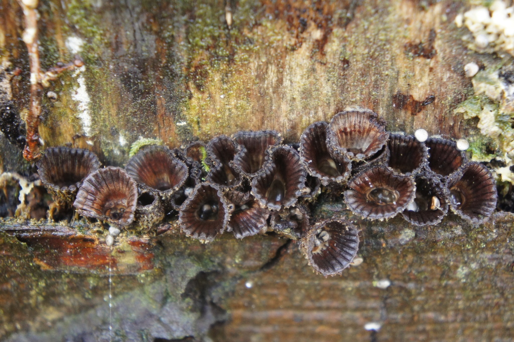 Cyathus striatus · December 2025 · photo: © alexswift (iNaturalist, cc-by)