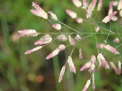 Eragrostis unioloides