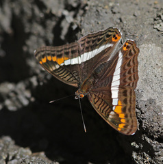 Adelpha corcyra collina