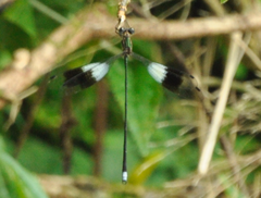 Chlorolestes elegans