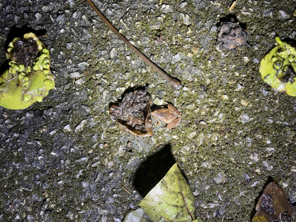 Japanese Rice Frog Okinawa Rice Frog in December 2025 by Pin-Tsen JIN · iNaturalist