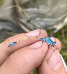 Ischnura fountaineae