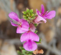 Indigofera pappei