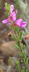 Indigofera pappei