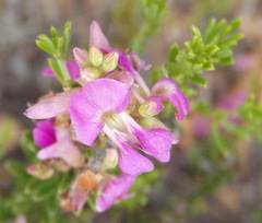 Indigofera pappei