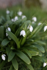 Galanthus woronowii