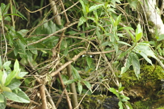 Chlorolestes elegans