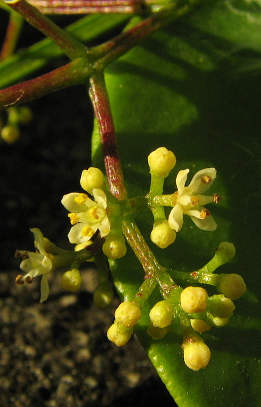 Zanthoxylum petiolare