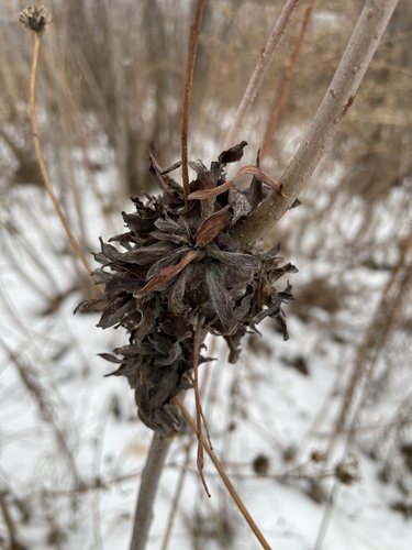 Unknown species found near Terry Trueblood Recreation Area, Iowa City, IA, US