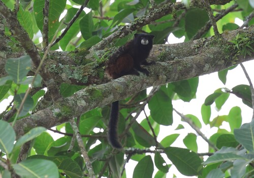 Illiger's Saddle-back Tamarin