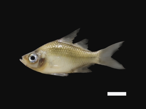 Chanda perch (Ambassis agrammus) — Ambassidae — 3