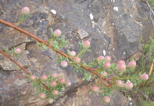 Image of Leucadendron rourkei by (c) Nicola van Berkel, some rights reserved (CC BY-SA)