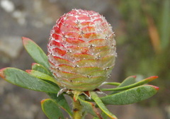 Leucadendron rourkei