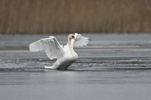 Cygne tuberculé