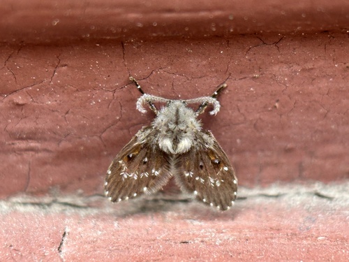 Bathroom Moth Fly