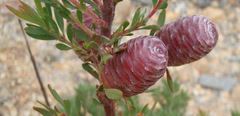 Leucadendron rourkei