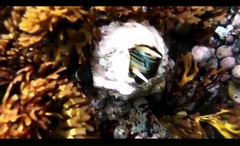 Austromegabalanus psittacus