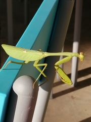 Stagmatoptera septentrionalis