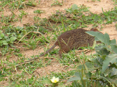 Arvicanthis niloticus