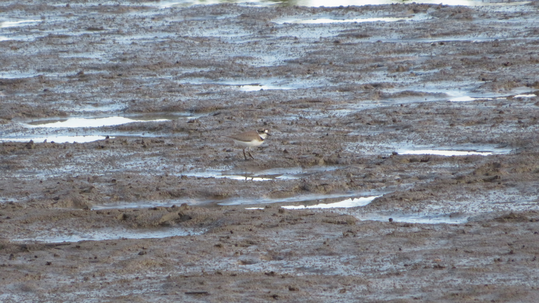 Long-billed Plover (Thinornis placidus)