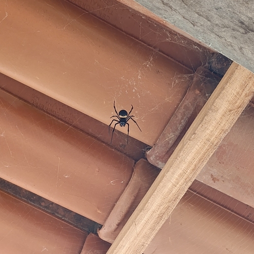 African Hermit Spider