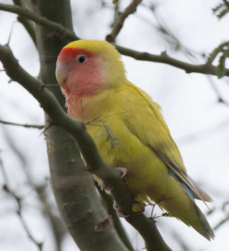 Foto de Rosy-faced Lovebird