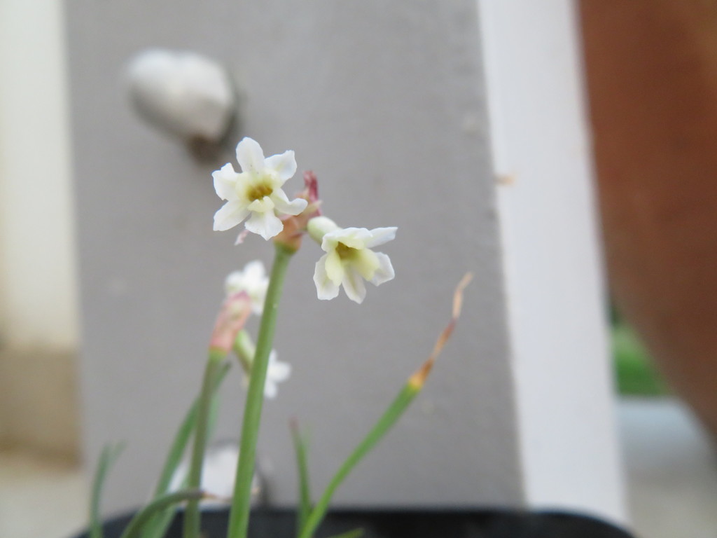 Buffalo Garlic
