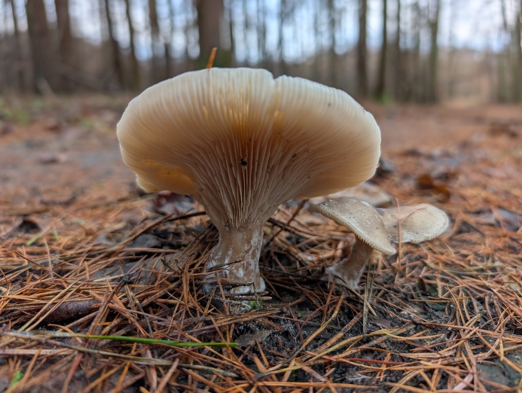 Clitocybe nebularis · December 2025 · photo: © sadyfox (iNaturalist, cc0)