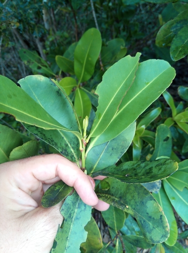 Gomphia obtusifolia image
