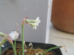 Tulbaghia cominsii
